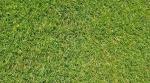 Benefits of Choosing Hervey Bay Turf Supplier for Your Lawn Needs