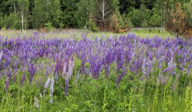 Biodiversity Net Gain: The Only Way Forward