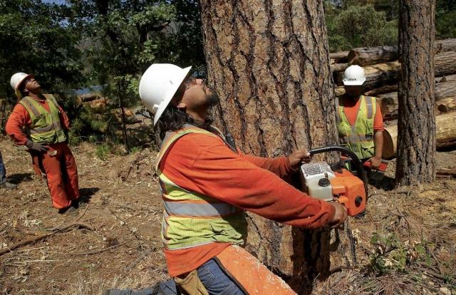The Top 5 Tree Fellers in Midrand