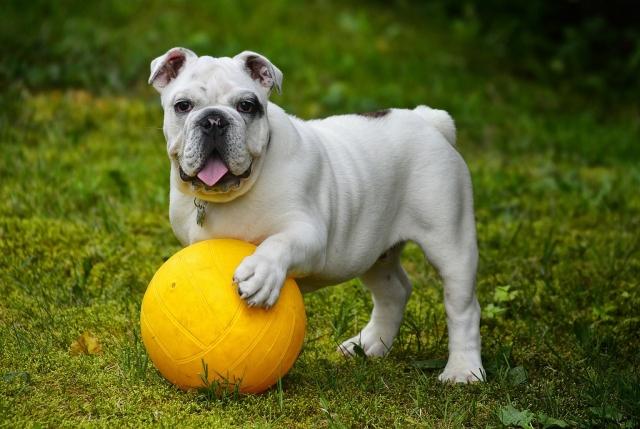 Frenchie Finds & Reviews: Your Go-To Resource