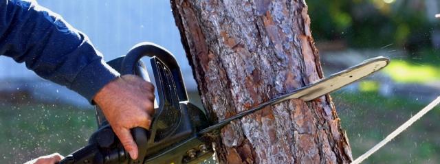 How Do Professionals Remove A Tree?