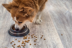 Spoil Your Pup: Exploring the World of Canine Treat Bundles Spoil Your Pup: Exploring the World of Canine Treat Bundles