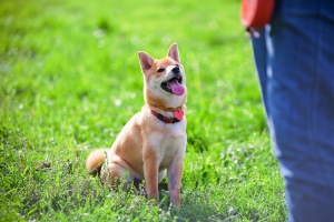 What To Expect and How To Prepare for Dog Training Classes What To Expect and How To Prepare for Dog Training Classes