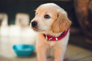 Struggling with Your Dog’s Behaviour? Benefits of Turning to a Professional Trainer Struggling with Your Dog’s Behaviour? Benefits of Turning to a Professional Trainer